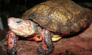 洪都拉斯木纹龟怎么养-洪都拉斯木纹龟和亚巨哪个好养-洪都拉斯木纹龟饲养环境