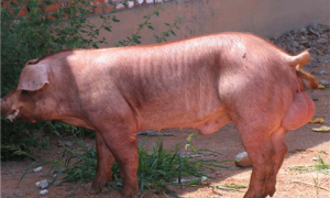 杜洛克公猪多少钱一头-杜洛克母猪价格-杜洛克猪的品种介绍