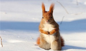 雪地松鼠整个冬天都在冬眠吗-雪地松鼠认主人吗-雪地松鼠和魔王哪个好