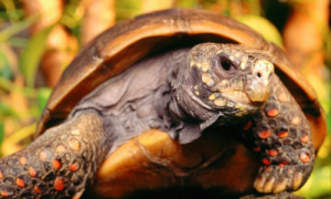 蝎泽龟为什么不建议养-蝎泽龟能长多大-蝎泽龟价格