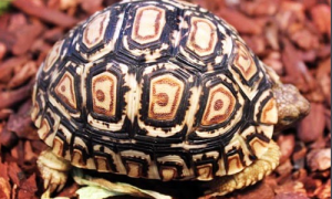 豹纹陆龟外形-豹纹陆龟外貌特征-豹纹陆龟背壳