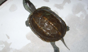 花杂龟是深水还是浅水-花杂龟好养吗-花杂龟和草龟的区别
