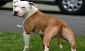 美国比特犬一生认几个主人-美国斯塔福犬多少钱-200斤巨型比特犬