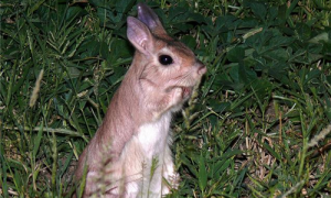 跳兔是几级保护动物-跳兔漂亮吗-跳兔是什么动物