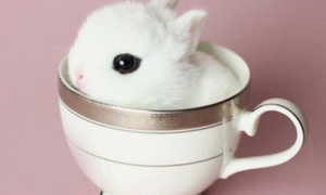 茶杯兔是什么品种-茶杯兔简介-茶杯兔多少钱