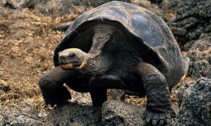 加拉帕戈斯象龟小龟苗-加拉帕戈斯象龟栖息环境-加拉帕戈斯象龟外貌