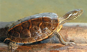 红纹锦龟吃什么-红纹锦龟有毒吗-红纹锦龟是保护动物吗