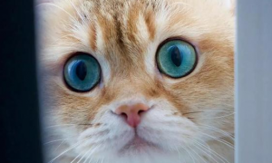 猫眼睛颜色的稀有程度排名