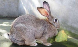 标准金吉拉兔多少钱-标准金吉拉兔体重多少-标准金吉拉兔有什么缺点
