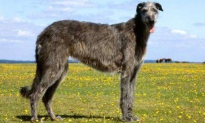 苏格兰猎鹿犬价格-苏格兰猎鹿犬和爱尔兰猎狼犬-鹿犬千万别养