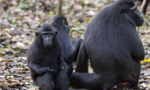 印尼叶猴排名第几-印尼叶猴可以私人饲养吗-印尼叶猴是什么样子的