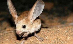 长耳鼠是几级保护动物-长耳鼠用英文怎么说-长耳鼠好养吗