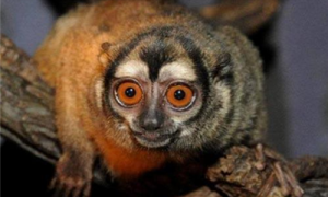 秘鲁夜猴是保护动物吗-秘鲁夜猴好不好养-哪里能买到秘鲁夜猴