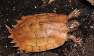 地龟怎么养-地龟是几级保护动物-地龟宝宝怎么喂养最好