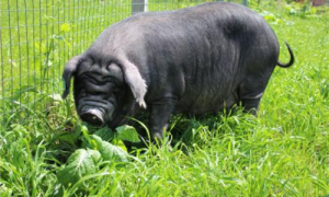 成华猪为什么会灭绝-成华猪肉多少钱一斤-成华猪肉哪里有卖的