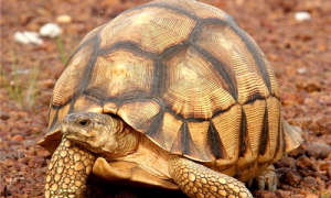 安哥洛卡陆龟能养吗-安哥洛卡陆龟是保护动物吗-安哥洛卡陆龟多少钱