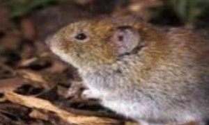 加兹温田鼠价格-加兹温田鼠性格-加兹温田鼠是什么品种