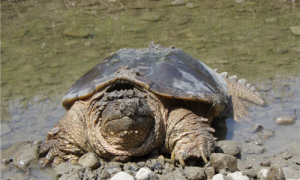 佛州拟鳄龟能长多大-佛州拟鳄龟怎么养-佛州拟鳄龟生长速度