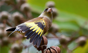 金翅雀繁殖技巧-金翅雀市场价多少-金翅雀吃什么