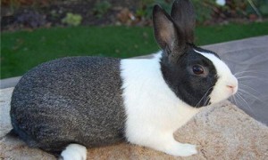 荷兰兔怎么养-荷兰兔能长多大-荷兰兔认人吗