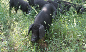 徒河黑猪多少钱一斤-济南徒河黑猪怎么了-徒河黑猪可以长到多少斤