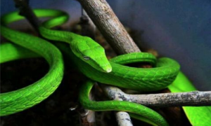 绿瘦蛇多少天能孵出来-绿瘦蛇最长的有多长-绿瘦蛇和眼镜王蛇谁更强