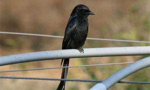 黑卷尾鸟可以人工繁殖吗-黑卷尾和伯劳谁凶-黑卷尾鸟吃什么饲料