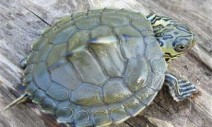 蒙面地图龟是国家保护动物吗-蒙面地图龟好不好养-哪里能买到蒙面地图龟