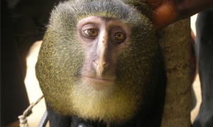 洛马米恩斯长尾猴是保护动物吗-洛马米恩斯长尾猴现存多少只-洛马米恩斯长尾猴好不好养