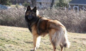 比利时特伏丹犬多少钱-比利时特伏丹犬缺点-中国家禁养的26种狗