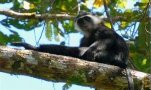 门岛叶猴是什么动物-门岛叶猴长什么样-门岛叶猴分布范围