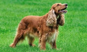 英国可卡犬价格-英国可卡犬智商排名-十大蠢狗排名