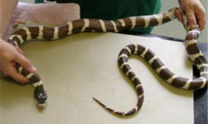 加州王蛇和眼镜王蛇对战-加州王蛇多少钱一条-加州王蛇能长多长