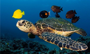 绿海龟能长多大-绿海龟吃什么-绿海龟可以陆养吗