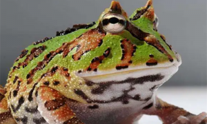 霸王角蛙成体多大-霸王角蛙介绍-霸王角蛙寿命