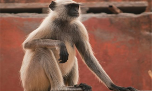 印度瘦猴怎么买-印度瘦猴什么科什么属-印度瘦猴有多大