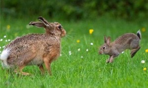 英种小型兔和垂耳兔哪个好-英种小型兔什么颜色的最贵-英种小型兔好养吗