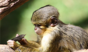 侏长尾猴怎么训练-侏长尾猴可以家养吗-侏长尾猴是保护动物吗
