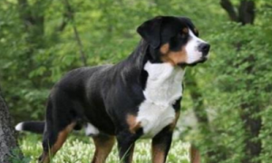 恩特雷布赫山地犬图片-恩特雷布赫山地犬母犬有多重-狗狗品种大全及图片