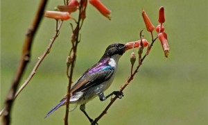 东紫背食蜜鸟介绍专区-东紫背食蜜鸟有什么特征-东紫背食蜜鸟如何区分公母