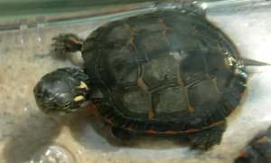 西锦龟是深水龟吗-西锦龟为什么不建议养-西锦龟能长多大