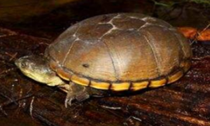 动胸龟科的保护级别-动胸龟属有多少种-动胸龟属有属于公约附录二的龟吗