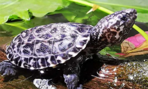 墨西哥龟的养殖方法-墨西哥龟怎么分公母-墨西哥龟价格