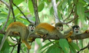 松鼠猴出售-松鼠猴是几级保护动物-松鼠猴的26种叫声