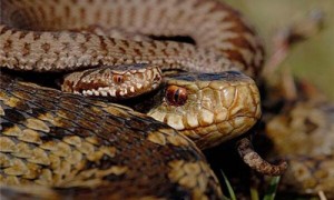 极北蝰蛇进家里有什么预兆-极北蝰蛇和赤链蛇有毒吗-极北蝰蛇和眼镜蛇哪个毒性大