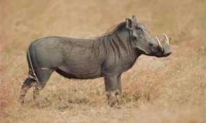 荒漠疣猪读音-荒漠疣猪和野猪区别-荒漠疣猪可以吃吗