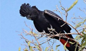 红尾黑凤头鹦鹉能活多少岁-红尾黑凤头鹦鹉灭绝了吗-养红尾黑凤头鹦鹉合法吗