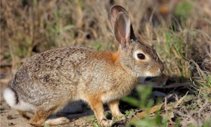 埃塞俄比亚野兔可以家养吗-埃塞俄比亚野兔能吃吗-埃塞俄比亚野兔是保护动物吗