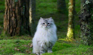 西伯利亚猫价格-西伯利亚猫守护神寓意-西伯利亚猫贵吗