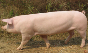 长白猪能活多久-长白猪怎么养最好-长白猪可以家养吗